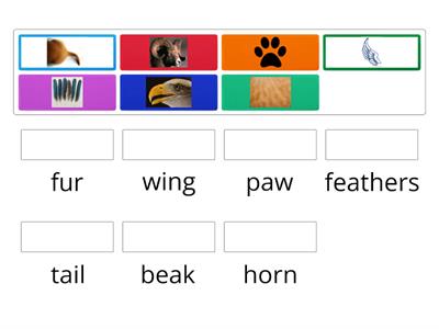 FCE Unit 4 Animal Anatomy vocab