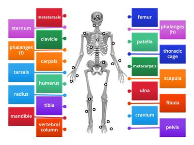 Bones in the body