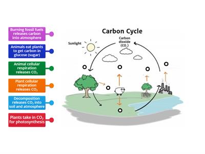 Carbon Cycle Diagram ETO