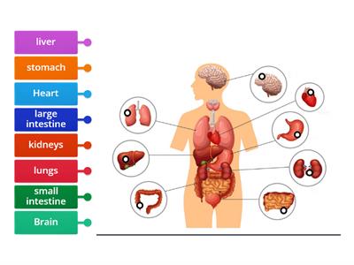 Internal body parts