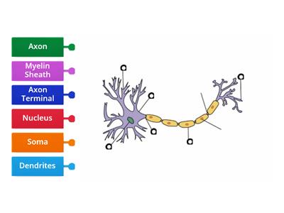 Neuron - Label
