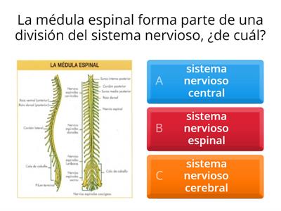 Arco Reflejo - Médula espinal - Estímulo y respuesta 