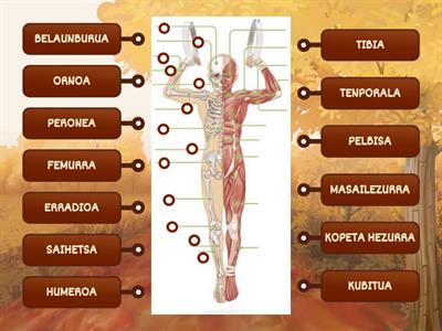 LOKOMOZIO APARATUA - HEZURRAK-