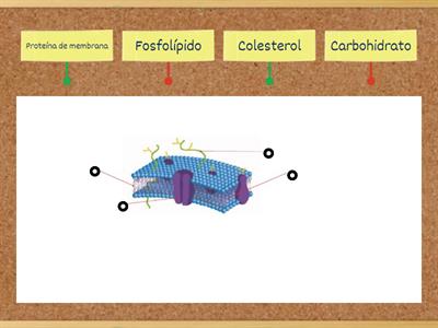 Estructura de la Célula