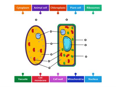 Plant and Animal Cell Structure