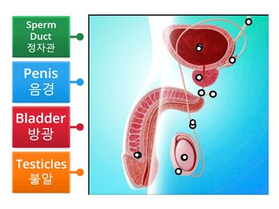 Parts of the Male Reproductive System   남성 생식 기관의 일부