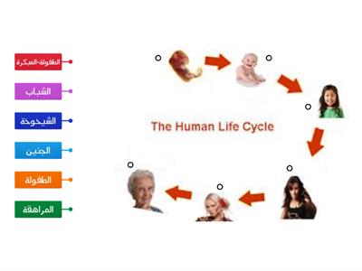  دورة-حياة-الانسان