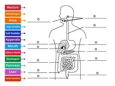 The Digestive System Functions