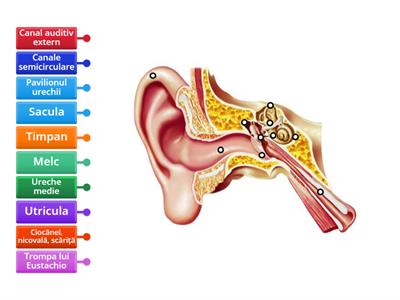 Structura urechii la om