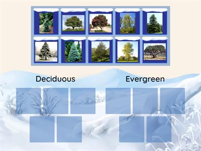 Is it deciduous or evergreen?