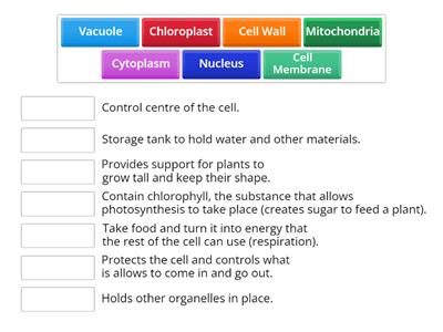 Yr 12 Bio -  Cell Organelles Match Up