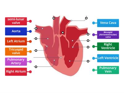 Vtct the heart - Teaching resources