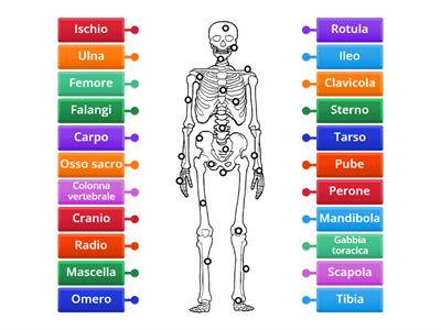 Le ossa dello scheletro umano