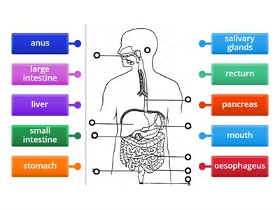 Path of food (science)