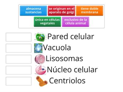 Los organulos celulares 
