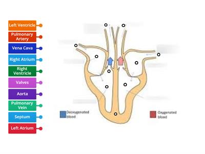 Heart Diagram Match