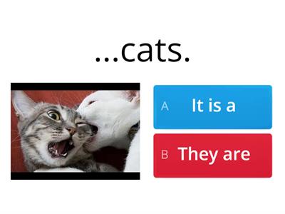 Pets - It is  they are