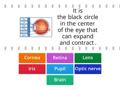 Sense of sight - parts and functions