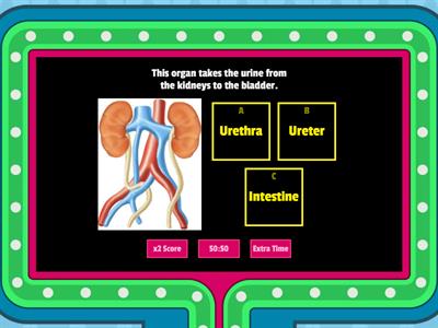 Body Systems - Functions 