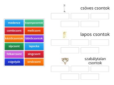 Csontok csoportosítása alakjuk szerint