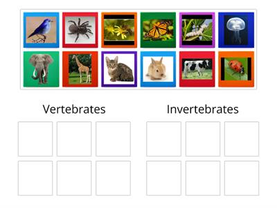 Vertebrates and invertebrates