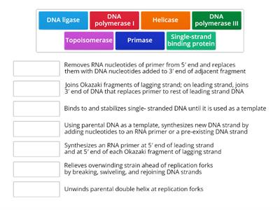 Enzymes and Protein in DNA Replication 