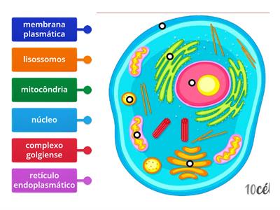  Células