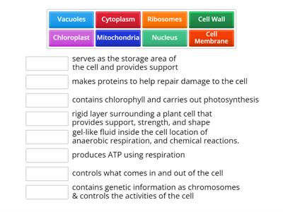 CAX KS4 Roles of the Organelles in Cells