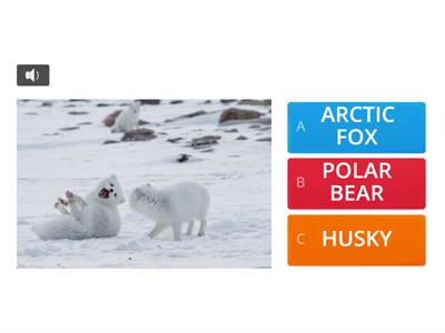 Razkids Level E: Arctic Animals Quiz