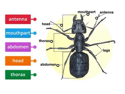 body parts of insects grade 3