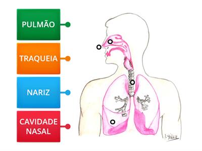 Órgãos do Sistema Respiratório
