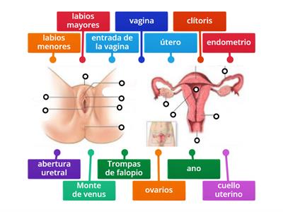  Compartido of Completo Sistema Reproductor Femenino