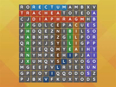 WordSearch - The Respiratory & Digestive System