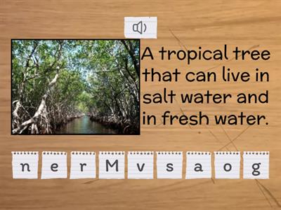 After reading about mangroves, do this exercise on nouns :)
