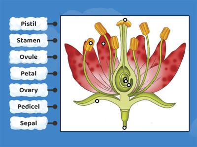 Label the parts of this hibiscus flower