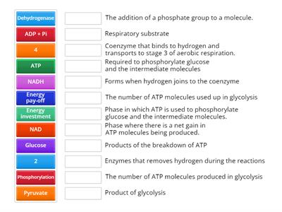 CAX KS5  Glycolysis process in words