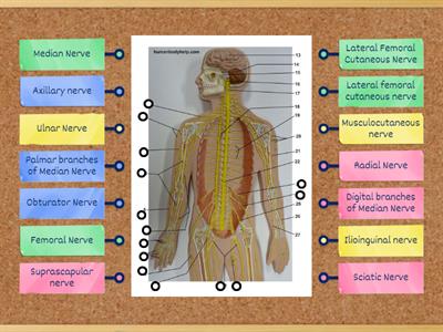 Spinal Nerves 