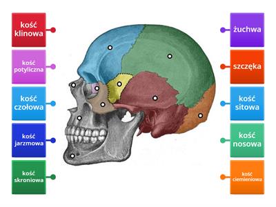   Kości czaszki