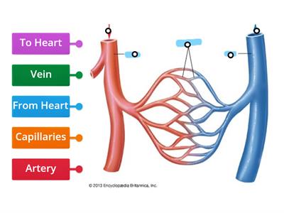 CIRCULATORY SYSTEM