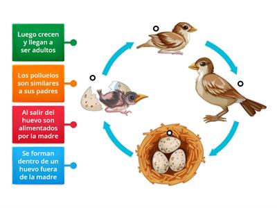 Ciclo de vida de un ave 