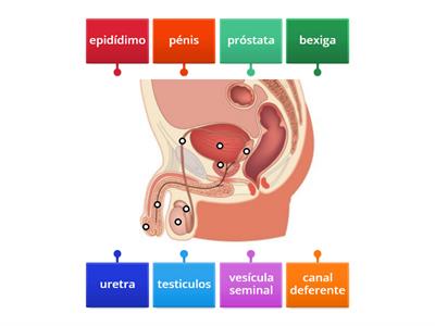 sistema reprodutor masculino morfologia