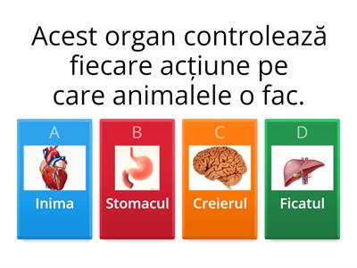 Organe interne majore la animale