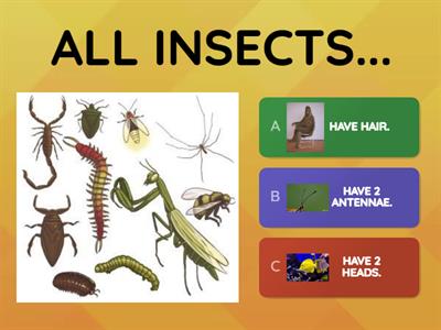 Insects Trivia