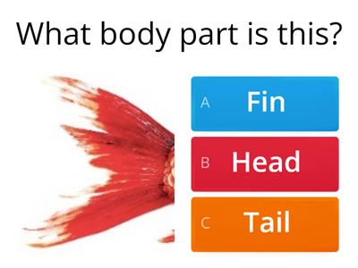 Fish - body parts