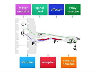 GCSE Biology Nervous system Reflex arc