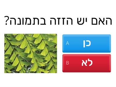 הזזה גאומטריה כיתה ב