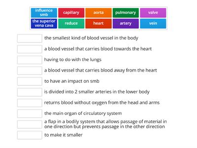 circulatory system