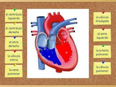 Estructura del corazón