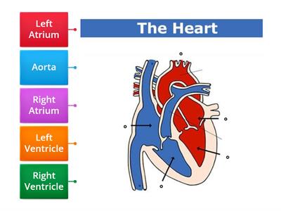 Label The Diagram of The Heart