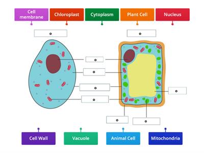 Label Plant and Animal Cell 